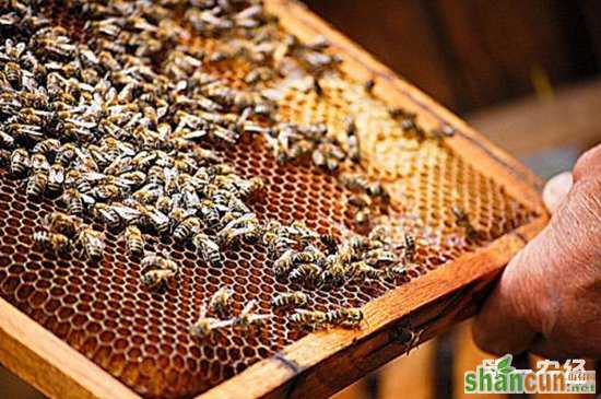 养蜂过程中要如何防护螟虫的危害？