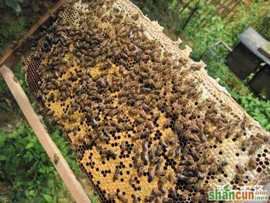 养蜂过程中要如何防护螟虫的危害？