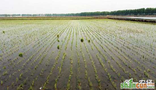 农业农村部：今年南方水稻种植指导意见