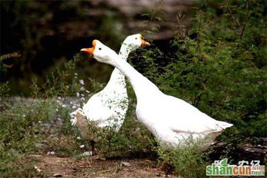 春季预防家禽传染病的管理措施