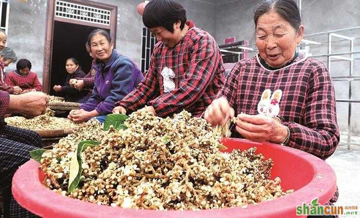 疏掉枇杷花变废为宝，巧手制“茶”让一季枇杷换来两次收入！