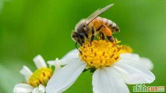 果园里养有蜜蜂，产量高品质好显著提升经济效益！