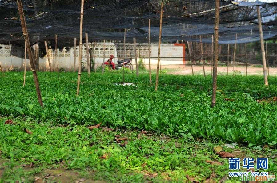 （国际·“一带一路”高峰论坛·图文互动）（3）蔬菜基地诞生记——中国技术让老挝首都郊区农户受益匪浅