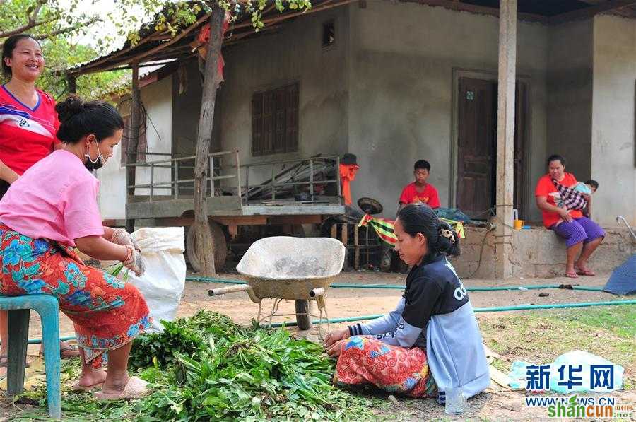 （国际·“一带一路”高峰论坛·图文互动）（2）蔬菜基地诞生记——中国技术让老挝首都郊区农户受益匪浅