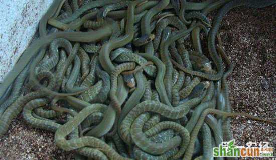 水律蛇