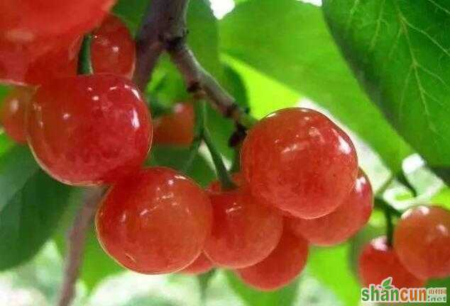 樱桃从3元一斤卖到30元一斤，秘诀只有两个字！