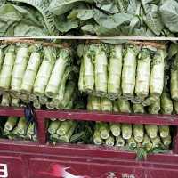 大量生菜，應季蔬菜上市，批發市場供應