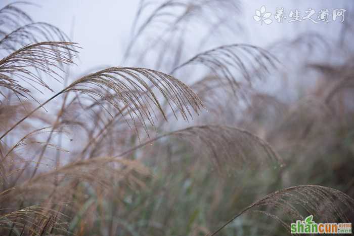 清热解毒的菜有哪些