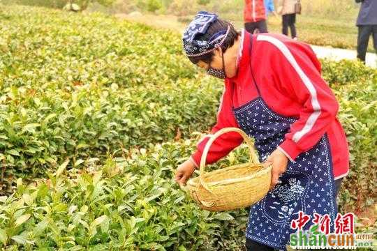 茶农在采摘茶叶。　胡耀杰　摄