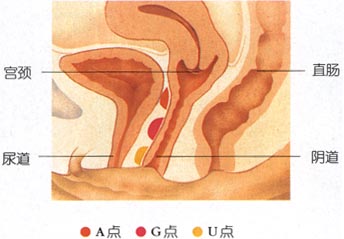 超高清！女人阴部真实构造图解