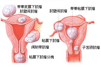 超高清！女人阴部真实构造图解