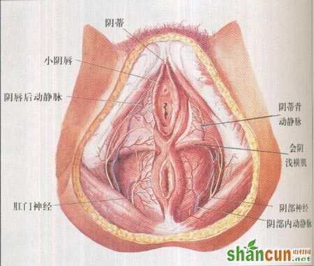 超高清！女人阴部真实构造图解