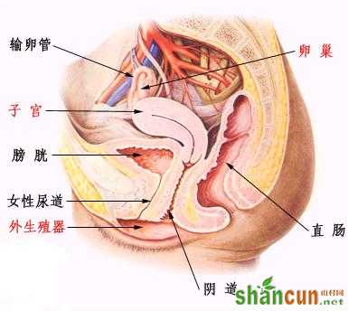 超高清！女人阴部真实构造图解