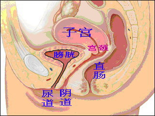 超高清！女人阴部真实构造图解