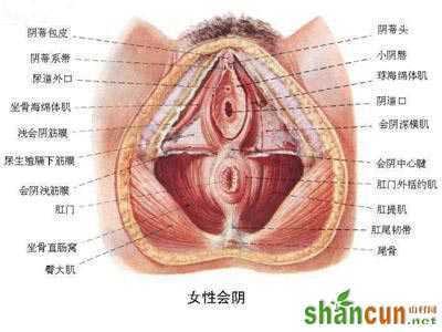 超高清！女人阴部真实构造图解