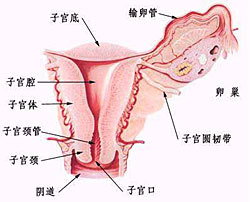 揭开关于子宫那些未公开的小秘密