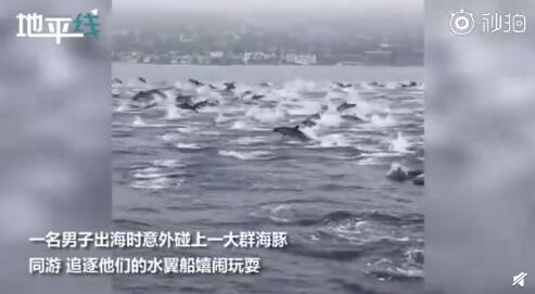 数百只海豚与男子同游嬉戏 称其是“海中野马”