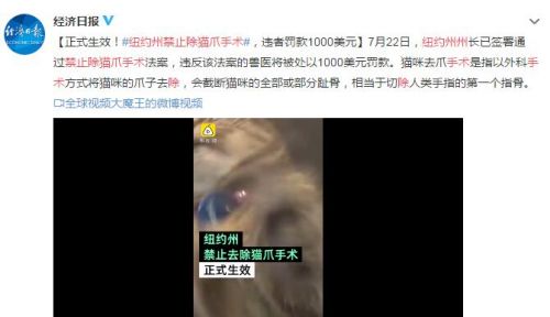 纽约州禁止除猫爪手术 违者将被罚款1000美元