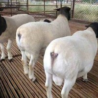 供應梁山縣特級純種小尾寒羊頭胎懷孕母羊出欄歡迎選購建成牧業