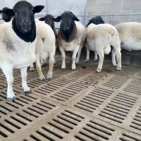 濟寧梁山縣純種澳洲白羊種公羊養殖場雙脊背大體型